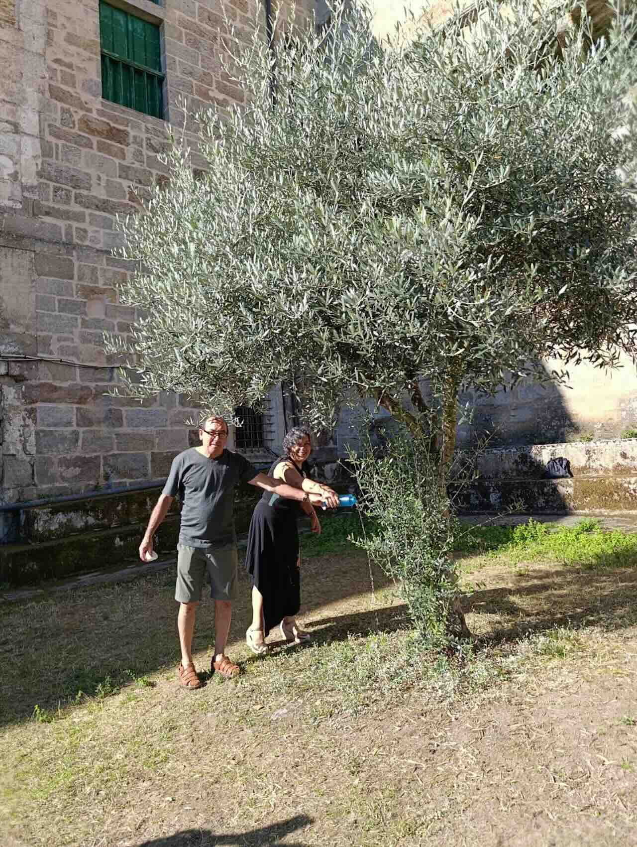 Olivo de Celanova regado con agua de Guadix
